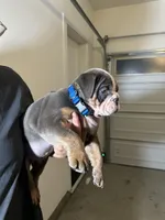 Blue , a male English Bulldog for sale in Penngrove, CA – Photo 5 of 5