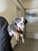Blue , a male English Bulldog for sale in Penngrove, CA – Photo 2 of 5