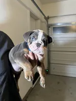 Blue , a male English Bulldog for sale in Penngrove, CA – Photo 4 of 5