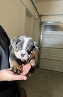 Blue , a male English Bulldog for sale in Penngrove, CA – Photo 3 of 5