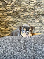 Joanna, a female English Bulldog for sale in Penngrove, CA – Photo 3 of 6