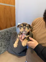 Joanna, a female English Bulldog for sale in Penngrove, CA – Photo 5 of 6