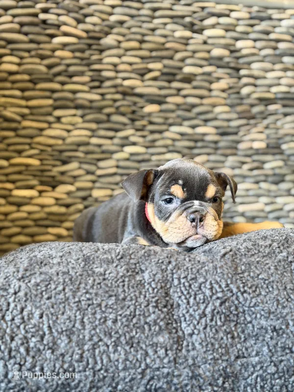 Joanna, a female English Bulldog for sale in Penngrove, CA – Photo 1 of 6