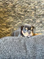 Joanna, a female English Bulldog for sale in Penngrove, CA – Photo 1 of 6
