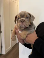 Alexia , a female English Bulldog for sale in Penngrove, CA – 7 of 7