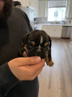 RIRI , a female English Bulldog for sale in Penngrove, CA – 7 of 8
