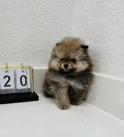 Lexi , a female Pomeranian for sale in Penngrove, CA – 2 of 3