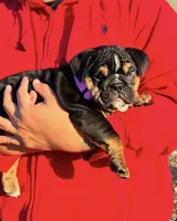 FATHERS DAY SPECIAL 🐶, a female English Bulldog for sale in Penngrove, CA – 1 of 9