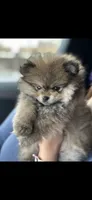 Carls , a male Pomeranian for sale in Penngrove, CA – 2 of 3