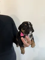 RIRI , a female English Bulldog for sale in Penngrove, CA – 4 of 8