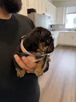 RIRI , a female English Bulldog for sale in Penngrove, CA – 5 of 8