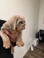 Lilac, a male English Bulldog for sale in Penngrove, CA – Photo 2 of 9