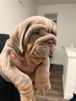 Lilac, a male English Bulldog for sale in Penngrove, CA – Photo 7 of 9