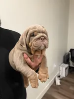 Lilac, a male English Bulldog for sale in Penngrove, CA – Photo 9 of 9