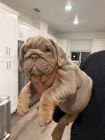 Lilac, a male English Bulldog for sale in Penngrove, CA – Photo 4 of 9