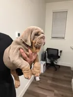 Lilac, a male English Bulldog for sale in Penngrove, CA – Photo 5 of 9