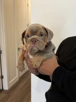 Alexia , a female English Bulldog for sale in Penngrove, CA – 4 of 7