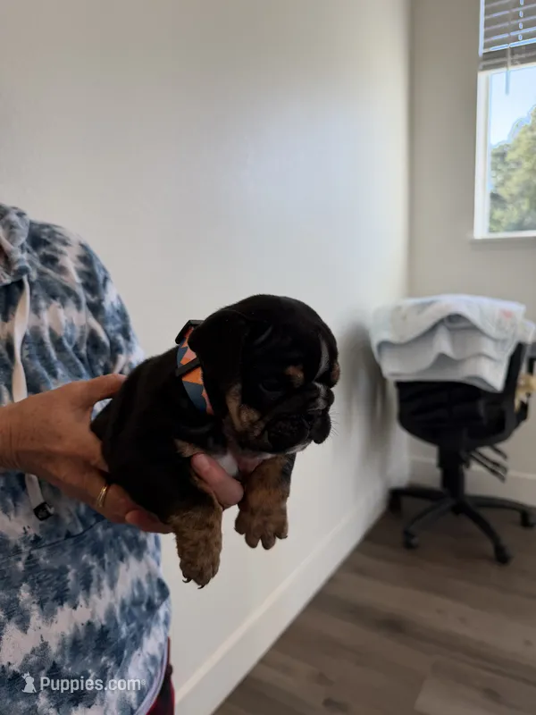 RIRI  – English Bulldog puppy for sale in Penngrove, CA