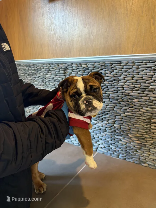 King LV , a male English Bulldog for sale in Penngrove, CA – Photo 1 of 6