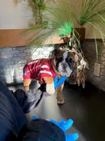 King LV , a male English Bulldog for sale in Penngrove, CA – Photo 5 of 6