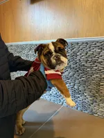 King LV , a male English Bulldog for sale in Penngrove, CA – Photo 2 of 6