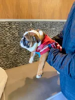 King LV , a male English Bulldog for sale in Penngrove, CA – Photo 3 of 6