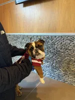 King LV , a male English Bulldog for sale in Penngrove, CA – Photo 6 of 6