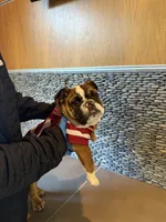 King LV , a male English Bulldog for sale in Penngrove, CA – Photo 4 of 6