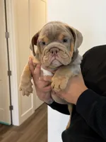 Alexia , a female English Bulldog for sale in Penngrove, CA – 6 of 7