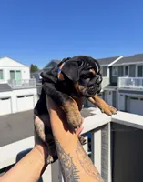 FATHERS DAY SPECIAL 🐶, a female English Bulldog for sale in Penngrove, CA – 9 of 9