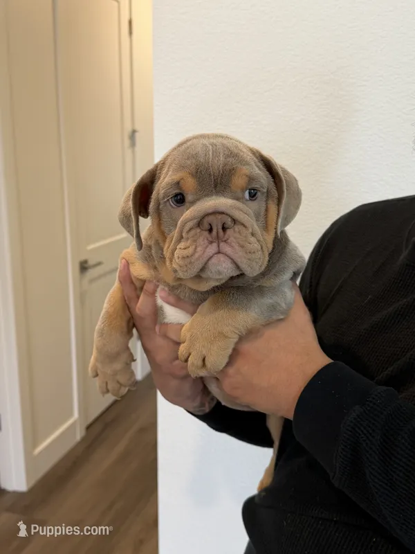 Alexia  – English Bulldog puppy for sale in Penngrove, CA