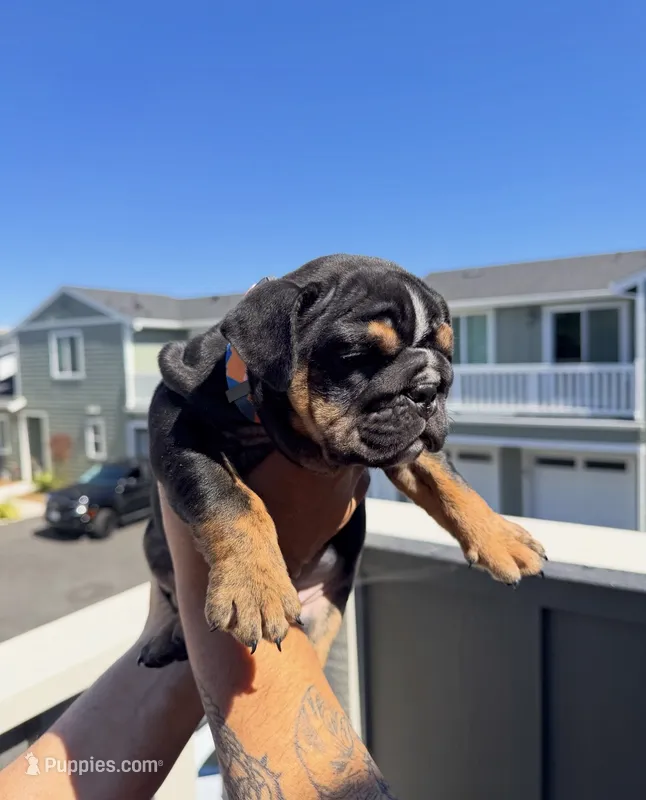RIRI  – English Bulldog puppy for sale in Penngrove, CA