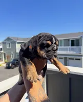 FATHERS DAY SPECIAL 🐶, a female English Bulldog for sale in Penngrove, CA – 5 of 9
