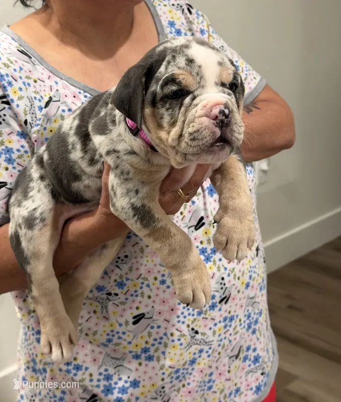 Brittney  – English Bulldog puppy for sale in Penngrove, CA