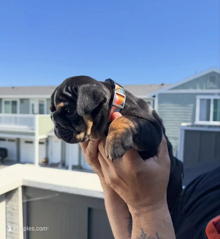 RIRI  – English Bulldog puppy for sale in Penngrove, CA