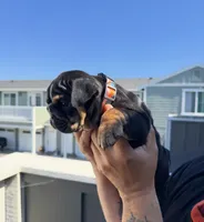 FATHERS DAY SPECIAL 🐶, a female English Bulldog for sale in Penngrove, CA – 6 of 9