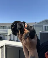 FATHERS DAY SPECIAL 🐶, a female English Bulldog for sale in Penngrove, CA – 8 of 9