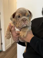 Alexia , a female English Bulldog for sale in Penngrove, CA – 5 of 7