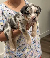 Brittney , a female English Bulldog for sale in Penngrove, CA – 2 of 4
