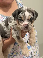 Brittney , a female English Bulldog for sale in Penngrove, CA – 4 of 4