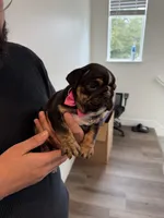 RIRI , a female English Bulldog for sale in Penngrove, CA – 6 of 8