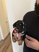 RIRI , a female English Bulldog for sale in Penngrove, CA – 8 of 8