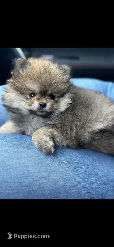 Carls  – Pomeranian puppy for sale in Penngrove, CA