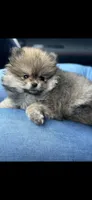 Carls , a male Pomeranian for sale in Penngrove, CA – 1 of 3