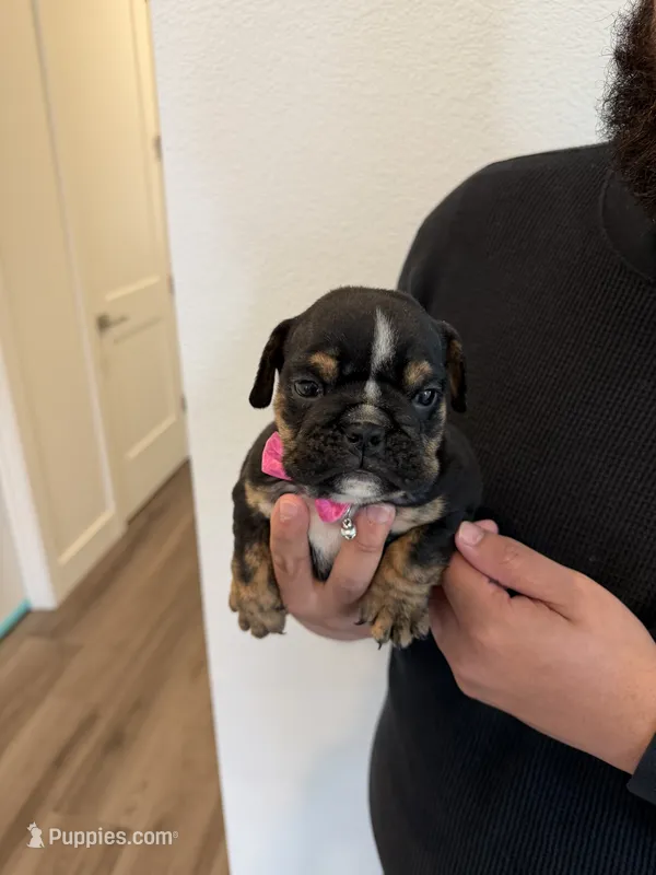 RIRI  – English Bulldog puppy for sale in Penngrove, CA