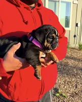 FATHERS DAY SPECIAL 🐶, a female English Bulldog for sale in Penngrove, CA – 3 of 9