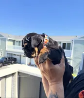 FATHERS DAY SPECIAL 🐶, a female English Bulldog for sale in Penngrove, CA – 4 of 9