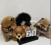 Lexi , a female Pomeranian for sale in Penngrove, CA – 3 of 3