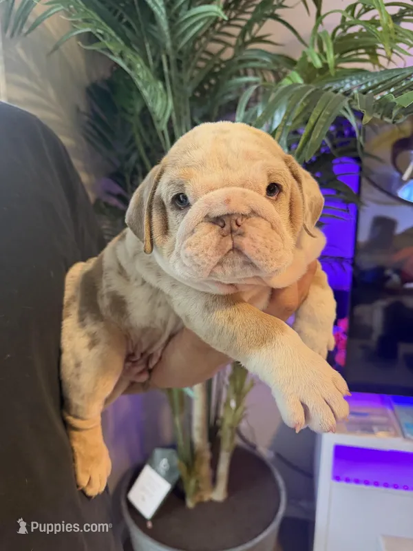 CHIEF – English Bulldog puppy for sale in Penngrove, CA