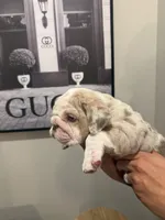 CHIEF, a male English Bulldog for sale in Penngrove, CA – Photo 4 of 7